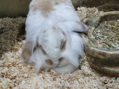 -上海大自然野生昆虫馆(东方明珠·爬宠昆虫探索中心)
