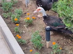 -南宫五洲植物乐园