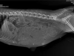 -博特宠物医院24h犬猫全科.骨科·异宠