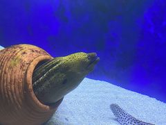 -江和美海洋公园