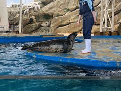 -芜湖新华联大白鲸海洋公园
