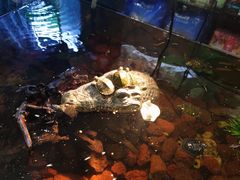 -酷以爬仙阁实体爬宠店·守宫·蜥蜴·专业繁育