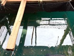 -蓝湾碧波·老字号·疍家非遗海上餐厅