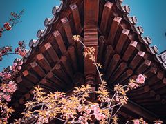 -西安大兴善寺