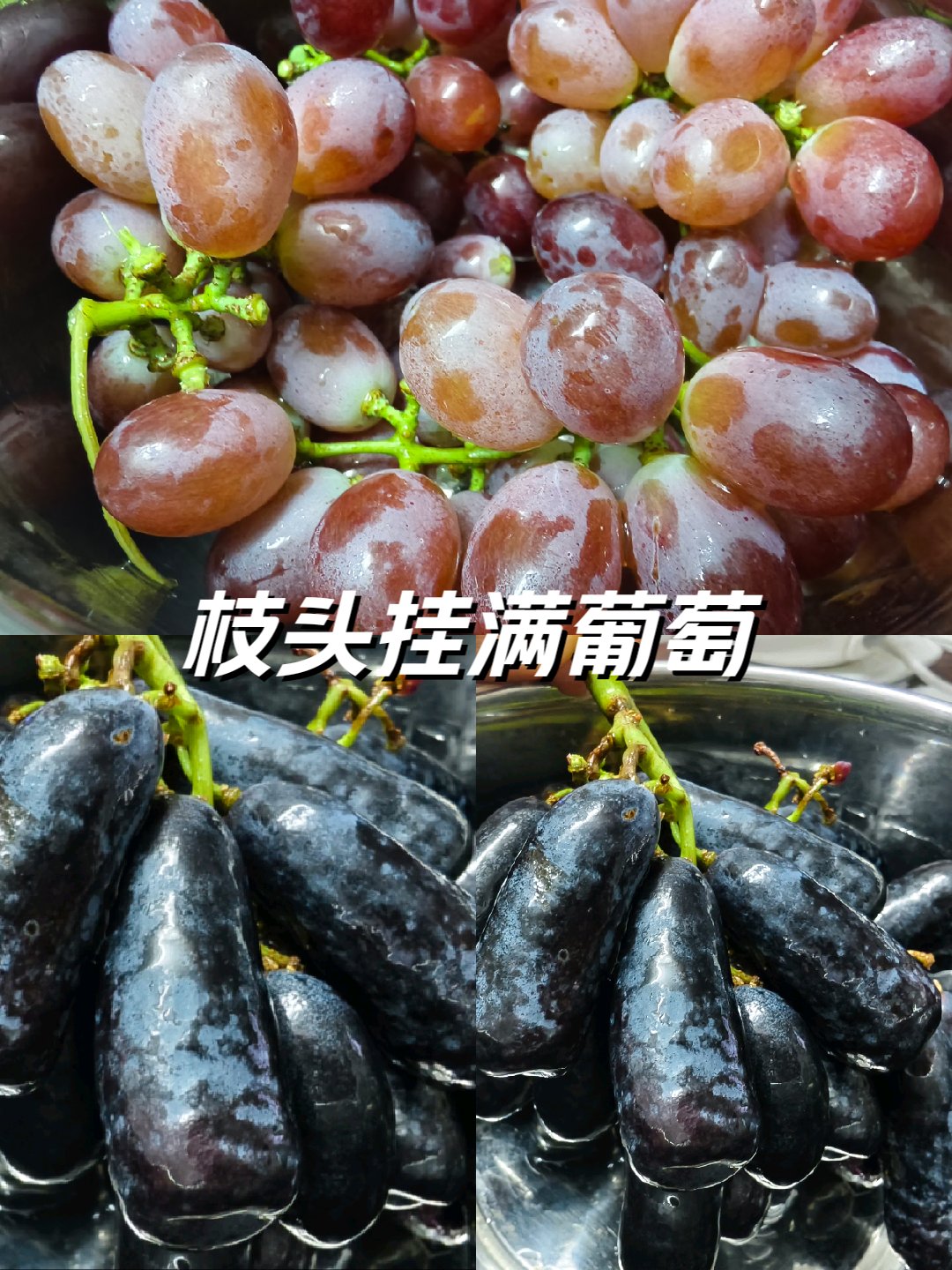 提子种类名称及图片图片