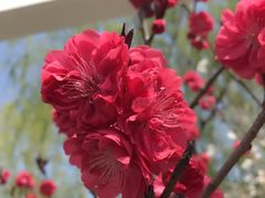 -南汇桃花村