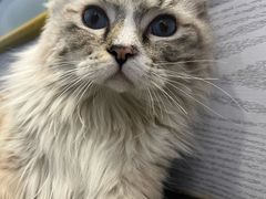 -纳吉亚猫专科动物医院·北北分院