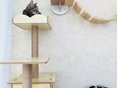 -宠爱国际动物医院· 猫科· 外科·中兽医(长白店)