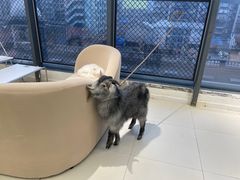 -怪兽屋·羊驼·猫咖·狗咖(俊华广场店)