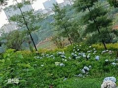-安宁市宁湖森林公园