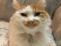 -宠物星动物医院·眼科·异宠·猫科(江南大道总院)