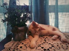 -共舞时光猫咖·狗咖(新街口店)