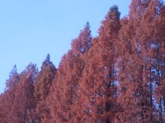 -黄海国家森林公园