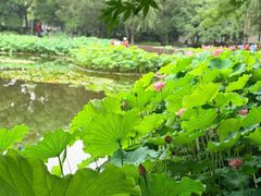-陈家山荷花公园