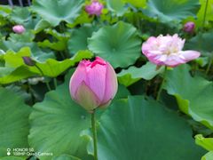 -陈家山荷花公园