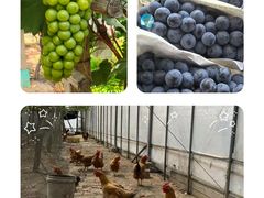 -马陆小张葡萄园农家乐