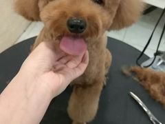 -多卡布奇宠物生活馆(上林世家店)