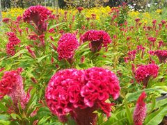 景点-立水桥公园