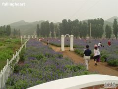 -紫海香堤香草艺术庄园