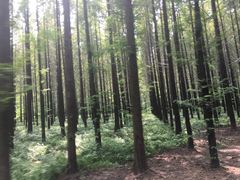 -黄海国家森林公园