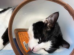 -小叮当动物医院·骨科·眼科