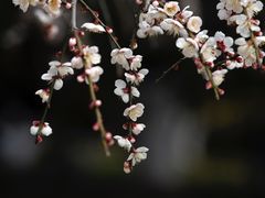 -白塘生态植物园