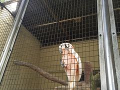 -吉隆坡雀鸟公园