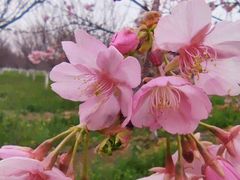 -古柏渡丰乐樱花园