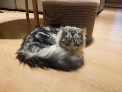 -猫腻·猫咖·撸猫馆(星光大道店)