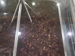 -鸿运兔·手撕烤兔(天府广场店)