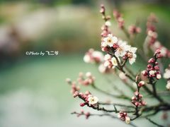 -香雪海