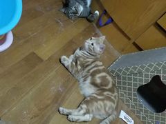 -美联众合动物医院(·中兽医·疑难杂症·严家桥分院)