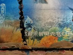 -贝壳梦幻世界