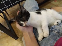 -万小咖.猫咖(中山路天虹店)