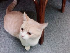 -猫色咖啡·猫咖