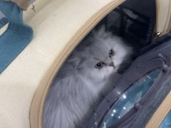 -四月宠物医院·猫专科·心脏专科·内科(转塘店)