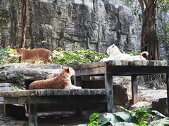 -广州长隆野生动物世界