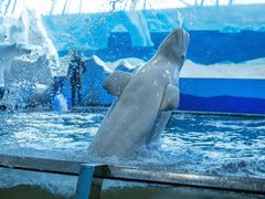 -秦皇岛乐岛海洋王国