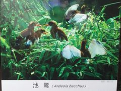 -重庆彩云湖湿地公园