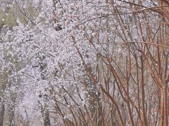 -桃花堤公园