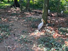 -新加坡飞禽公园