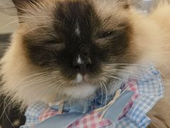 -共舞时光猫咖·狗咖(新街口店)