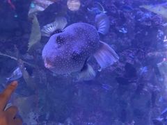-烟台海昌鲸鲨海洋公园