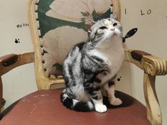 -猫小院猫主题餐厅(南锣旗舰店)