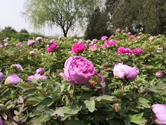 -洛阳市隋唐城遗址植物园