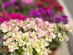 -龙大花卉苗木市场