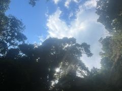 -莫里热带雨林景区