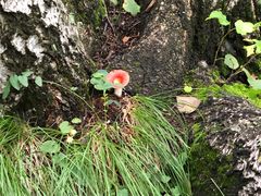 -乌兰布统景区-白桦林