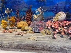 -国家自然博物馆