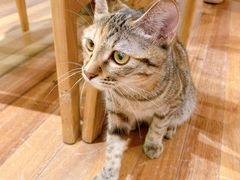 -猫的天空之城概念书店(苏州平江店)